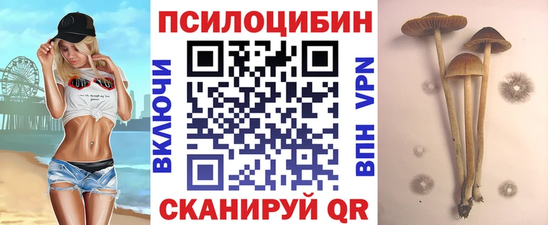 Купить закладки  Зима  Галлюциногенные грибы Psilocybine cubensis 